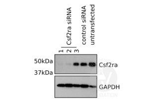 Western Blotting validation image for anti-Colony Stimulating Factor 2 Receptor, Alpha, Low-Affinity (Granulocyte-Macrophage) (CSF2RA) (Center) antibody (ABIN2705734)