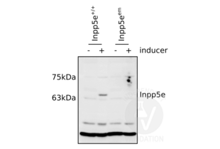 Western Blotting validation image for anti-Inositol Polyphosphate-5-Phosphatase, 72 KDa (INPP5E) (C-Term) antibody (ABIN2704925)