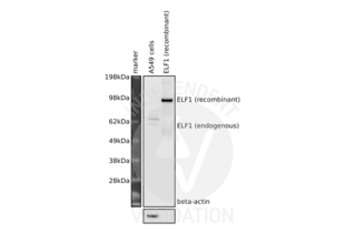 Western Blotting validation image for anti-E74-Like Factor 1 (Ets Domain Transcription Factor) (ELF1) (N-Term) antibody (ABIN2779831)