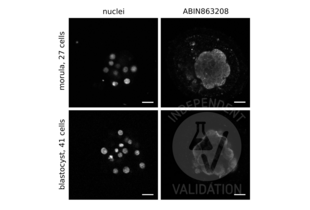 Immunofluorescence validation image for anti-Aquaporin 3 (Gill Blood Group) (AQP3) (C-Term) antibody (ABIN863208)