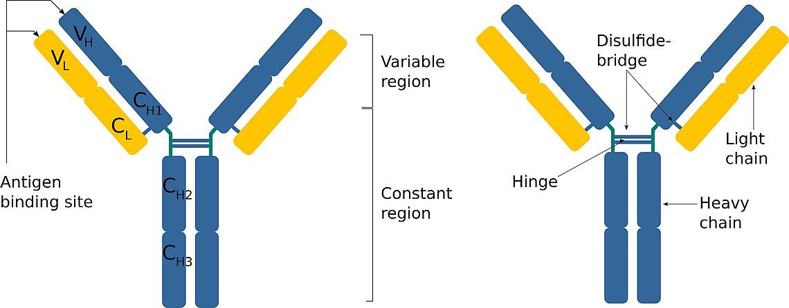 Links: Schematischer Aufbau eines IgG-Antikörpers. Jedes Antikörpermolekül besteht aus zwei schweren (blau) und zwei leichten (gelb) Ketten, die durch Disulfidbrücken verbunden sind. Diese bilden auch die so genannte Scharnierregion, die die beiden schweren Ketten miteinander verbindet. Rechts: Zusammensetzung der schweren und leichten Ketten. Die schweren und leichten Ketten sind aus einzelnen Domänen zusammengesetzt. Sowohl die schwere als auch die leichte Kette enthalten konstante (CL, CH) und variable (VL, VH) Domänen. Die variablen Domänen beider Ketten bestimmen die Spezifität der Antigenbindungsstelle. Die konstanten Bereiche der schweren Kette bestimmen, zu welcher Antikörperklasse der Antikörper gehört.