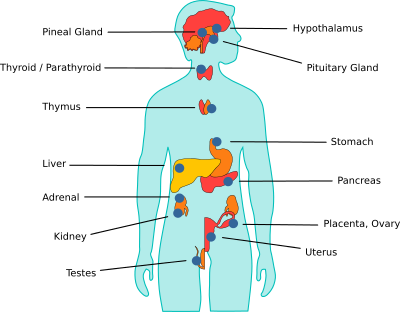 Menschliche Körperhormone - antikörper-online.de