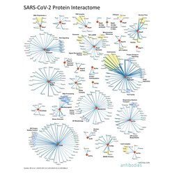 SARS-CoV-2 Protein Interaktom