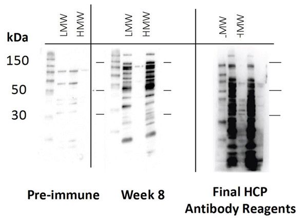 HCP-1D-SDS-PAGE-Western Blotting
