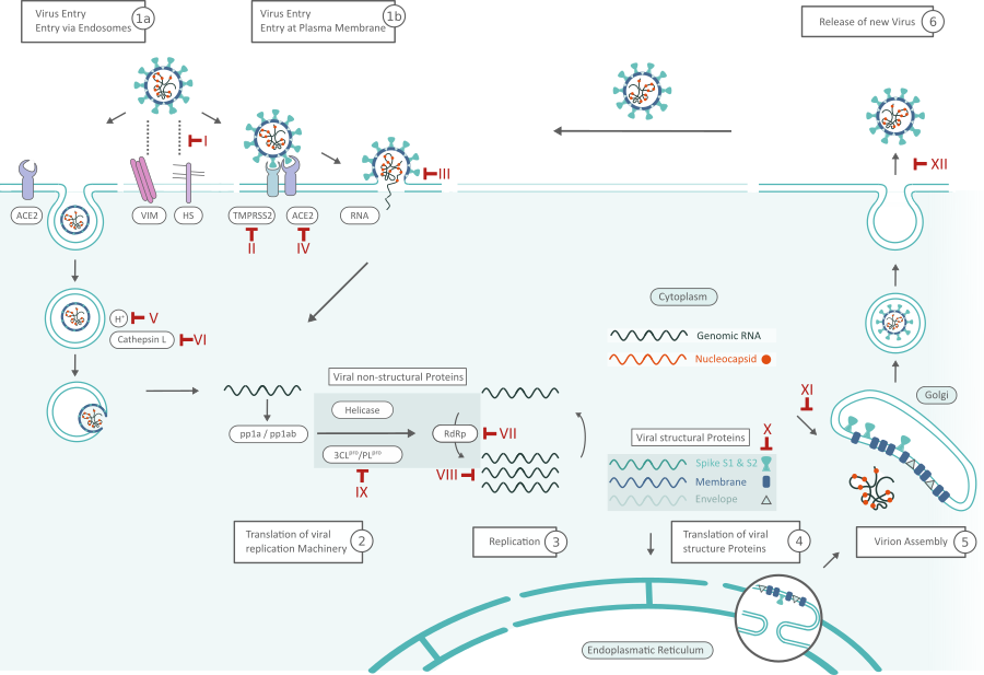 SARS-CoV-2 Life Cycle: Stages and Inhibition Targets