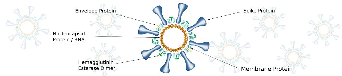 Targets for Coronavirus SARS-CoV-2 antibodies - antibodies-online.com