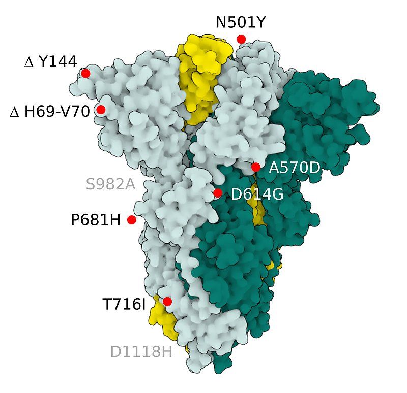 Fig.2 SARS-CoV-2 S Protein B.1.1.7 (alpha)