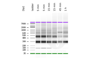 Cleavage Under Targets and Release Using Nuclease validation image for CUT&RUN Pro Set (ABIN6923138)
