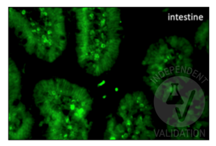 Immunohistochemistry validation image for anti-Bromodeoxyuridine (BrDU) antibody (ABIN2477713)