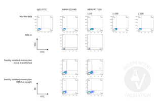 Flow Cytometry validation image for anti-Vitronectin (VTN) antibody (ABIN2477109)