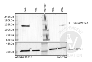 Western Blotting validation image for anti-CRISPR-Cas9 (AA 1-462) antibody (ABIN6731015)