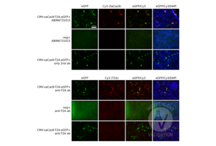 Immunofluorescence validation image for anti-CRISPR-Cas9 (AA 1-462) antibody (ABIN6731015)