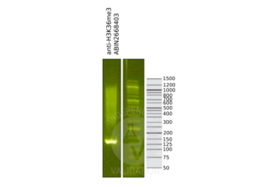 Histone 3 anticorps  (H3K36me3)