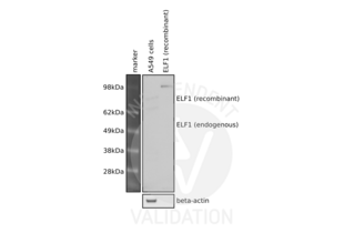 Western Blotting validation image for anti-E74-Like Factor 1 (Ets Domain Transcription Factor) (ELF1) (C-Term) antibody (ABIN6261511)