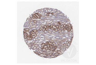Immunohistochemistry validation image for anti-Solute Carrier Family 22 Member 6 (SLC22A6) (AA 534-550), (C-Term) antibody (ABIN3044261)
