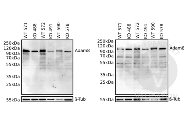 ADAM8 antibody  (AA 145-493)