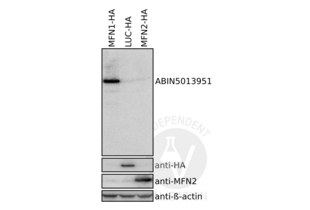 Western Blotting validation image for anti-Mitofusin 1 (MFN1) (AA 1-234) antibody (ABIN5013951)