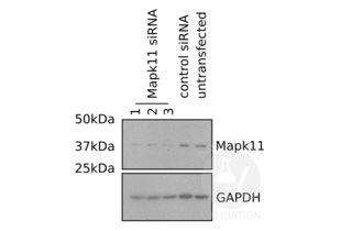 Western Blotting validation image for anti-Mitogen-Activated Protein Kinase 11 (MAPK11) (AA 1-30), (N-Term) antibody (ABIN2798348)