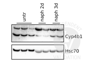 Western Blotting validation image for anti-Cytochrome P450, Family 4, Subfamily B, Polypeptide 1 (CYP4B1) (N-Term) antibody (ABIN2777006)