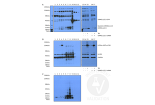 Western Blotting validation image for anti-ORM1-Like 3 (ORMDL3) (N-Term) antibody (ABIN2774396)