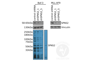 Western Blotting validation image for anti-Spinster Homolog 2 (SPNS2) (N-Term) antibody (ABIN2786494)