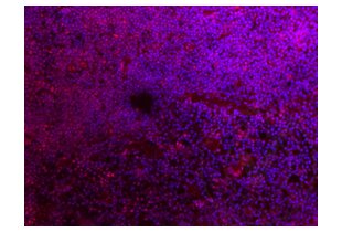 Immunofluorescence validation image for anti-Allograft Inflammatory Factor 1 (AIF1) (AA 51-147) antibody (ABIN685477)