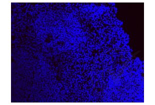 Immunofluorescence validation image for anti-Allograft Inflammatory Factor 1 (AIF1) (AA 51-147) antibody (ABIN685477)