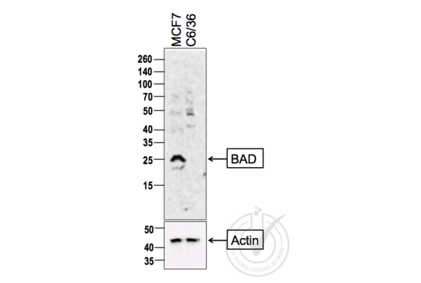 BAD antibody  (AA 101-204)