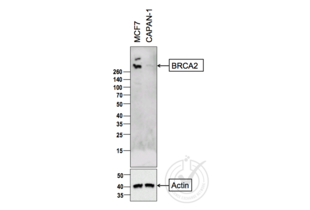 Western Blotting validation image for anti-Breast Cancer 2, Early Onset (BRCA2) (AA 21-130) antibody (ABIN673434)