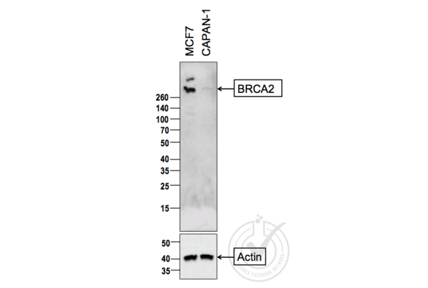 BRCA2 anticorps  (AA 21-130)