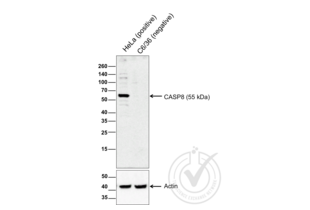 Caspase 8 antibody  (AA 411-482)