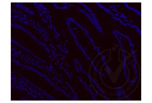 Immunofluorescence validation image for anti-Ionized Calcium-binding Adapter Molecule 1 (IBA1) (AA 51-147) antibody (ABIN685477)