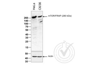 MTOR Antikörper  (AA 2436-2492)