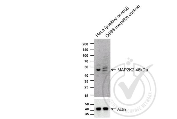 MEK2 antibody  (AA 1-50)