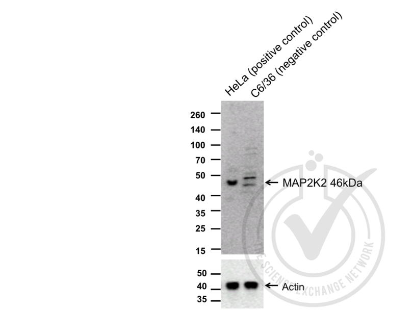 anti-MEK2 antibody (AA 1-50) | Product No. ABIN726500