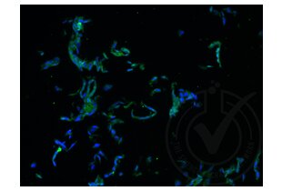 Immunofluorescence validation image for anti-Runt-Related Transcription Factor 3 (RUNX3) (AA 31-130) antibody (ABIN1714069)