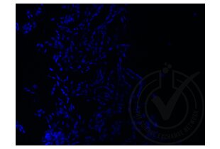 Immunofluorescence validation image for anti-Runt-Related Transcription Factor 3 (RUNX3) (AA 31-130) antibody (ABIN1714069)