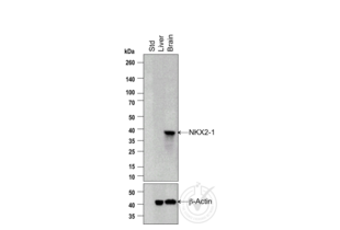 Western Blotting validation image for anti-Transcription Termination Factor, RNA Polymerase I (TTF1) (AA 201-300) antibody (ABIN728713)