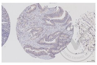 Immunohistochemistry validation image for anti-V-Raf-1 Murine Leukemia Viral Oncogene Homolog 1 (RAF1) (AA 31-130) antibody (ABIN733208)