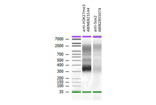 Cleavage Under Targets and Release Using Nuclease validation image for CUT&RUN Positive Control (ABIN6923144)