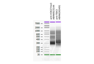 Cleavage Under Targets and Release Using Nuclease validation image for CUT&RUN Positive Control (ABIN6923144)