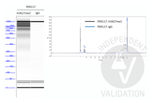 Cleavage Under Targets and Tagmentation validation image for Guinea Pig anti-Rabbit IgG (Heavy & Light Chain) antibody - Preadsorbed (ABIN101961)