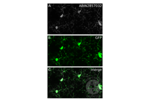 Immunofluorescence validation image for anti-Allograft Inflammatory Factor 1 (AIF1) (C-Term) antibody (ABIN2857032)