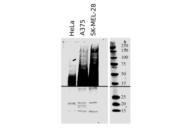 CD63 antibody  (AA 120-175)