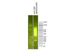 Cleavage Under Targets and Release Using Nuclease validation image for anti-CREB Binding Protein (CREBBP) (C-Term) antibody (ABIN2854987)