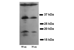 Western Blotting validation image for anti-Caspase 3 (CASP3) antibody (ABIN3179097)