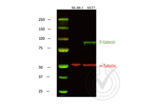 beta Catenin anticorps  (C-Term)