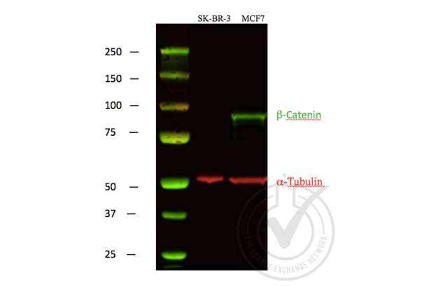 beta Catenin anticorps  (C-Term)
