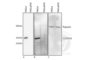 Western Blotting validation image for anti-Chloride Channel, Nucleotide-Sensitive, 1A (CLNS1A) antibody (ABIN933127)