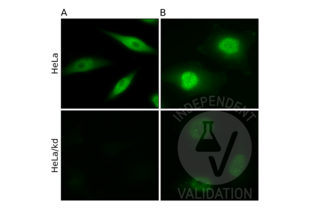 Immunofluorescence validation image for anti-Chloride Channel, Nucleotide-Sensitive, 1A (CLNS1A) antibody (ABIN933127)